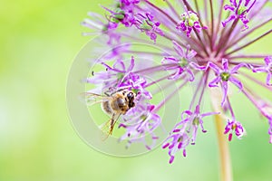 A bee collects nectar from a beautiful wild onion flower in the summer afternoon