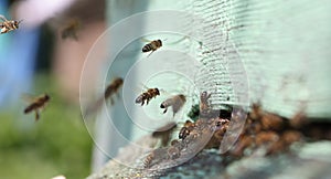Bee collects nectar in bee hive closeup