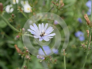 Bee collects nectar on blue flowers of chicory on a Sunny summer day. field flowers. beauty in nature