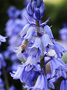 A bee collects nectar from a blue hyacinth in spring. Pollination of flowers. photo