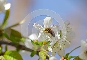 A bee collects nectar from cherry blossoms. Spring beautiful day. For the invitee