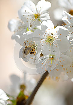 A bee collects nectar from cherry blossoms. Spring beautiful day. For the invitee