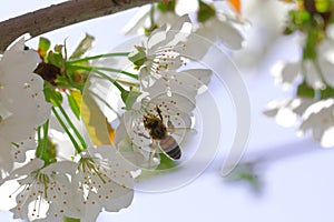 A bee collects nectar from cherry blossoms. Spring beautiful day. For the invitee