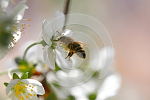 A bee collects nectar from cherry blossoms. Spring beautiful day. For the invitee