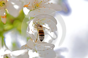 A bee collects nectar from cherry blossoms. Spring beautiful day. For the invitee