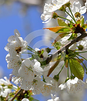 A bee collects nectar from cherry blossoms. Spring beautiful day. For the invitee