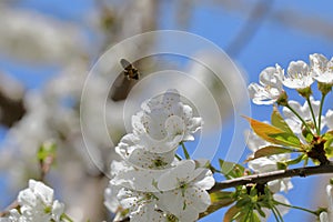 A bee collects nectar from cherry blossoms. Spring beautiful day. For the invitee