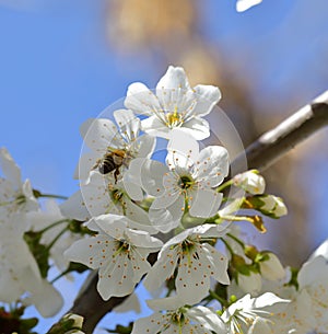 A bee collects nectar from cherry blossoms. Spring beautiful day. For the invitee