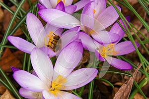 Bee collects nectar on a Crocus