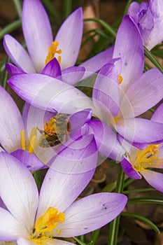 Bee collects nectar on a Crocus
