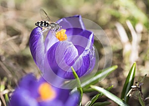 A bee collects nectar on crocus