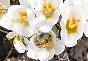 A bee collects nectar on crocus