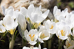 A bee collects nectar on crocus