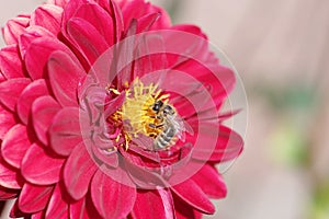 A bee collects nectar on a dahlia flower