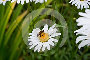 A bee collects nectar on a field flower a Daisy on a blurred background of green grass and flowers