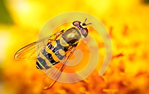 Bee collects nectar from flower crepis alpina photo