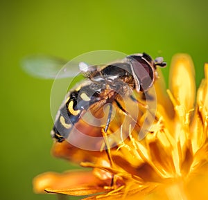 Bee collects nectar from flower crepis alpina