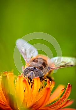 Bee collects nectar from flower crepis alpina