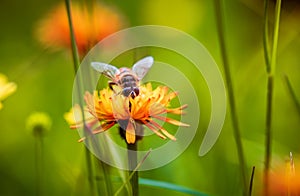 Bee collects nectar from flower crepis alpina