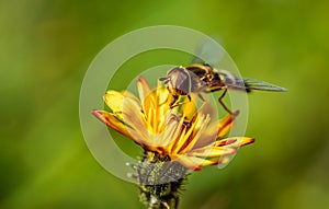 Bee collects nectar from flower crepis alpina