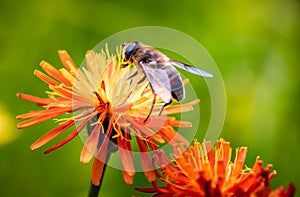 Bee collects nectar from flower crepis alpina photo