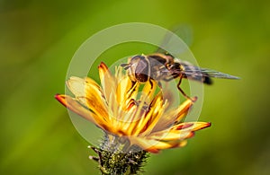 Bee collects nectar from flower crepis alpina photo