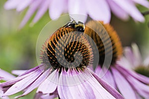 A bee collects nectar on a flower of echinacea