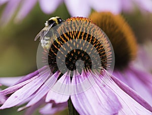 A bee collects nectar on a flower of echinacea