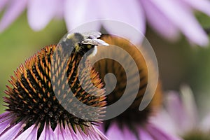 A bee collects nectar on a flower of echinacea