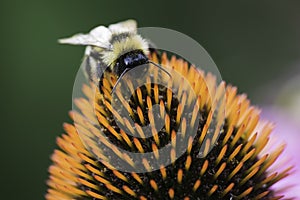 A bee collects nectar on a flower of echinacea