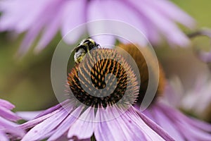 A bee collects nectar on a flower of echinacea