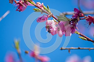 The bee collects nectar from flowering peaches in the spring. Peach flowers against a blue spring sky background. Pink flowers
