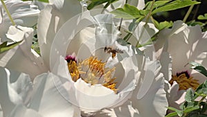 Bee collects nectar on flowers