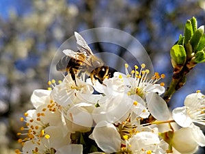 bee collects nectar on the flowers of white blooming apple. Anthophila, Apis mellifera