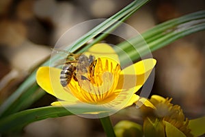 Bee collects nectar from a marsh marigold.