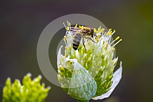 Bee collects nectar from onion flower. Nature