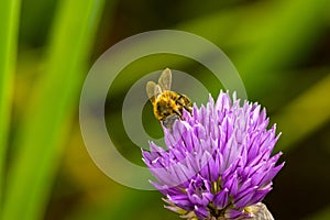 Bee collects nectar from onion flower. Nature