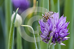 Bee collects nectar from onion flower. Nature