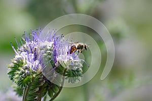 Bee collects nectar on phacelia. This plant is very good melliferous