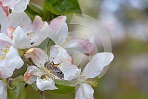 A bee collects nectar and pollen in apple flowers against a blurred garden background