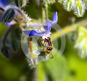 A bee collects nectar and pollen from borage