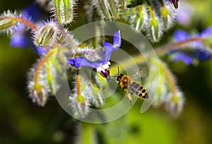 A bee collects nectar and pollen from borage