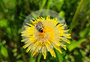 A bee collects nectar and pollen from dandelion flowers.