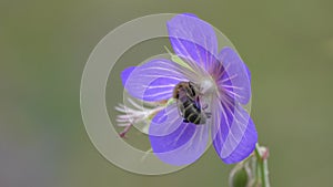 Bee collects nectar and pollen on a delicate purple Geranium Flower. Flower of Meadow Crane`s-bill or Meadow Geranium