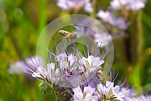 A bee collects nectar and pollen from phacelia flowers