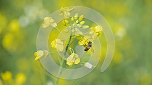 Bee Collects Nectar on Rape Flower Rape Blossom