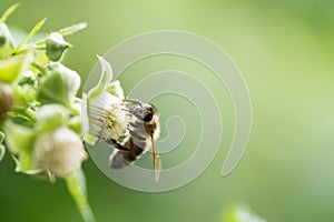 Bee collects nectar on raspberry flowers.