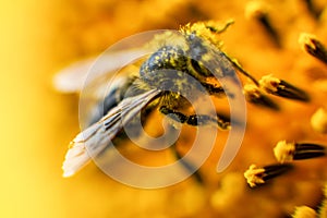 Bee collects nectar from a sunflower. Natural Honey Production