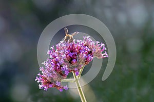 A bee collects nectar from Verbena flowers. A perennial, sprawling, tall, branching plant adorns the garden.