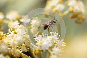 Bee collects nectar of white flower